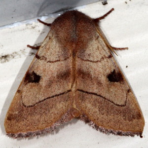 Choephora fungorum, Bent-Line Dart 10998