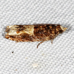 3287 Epinotia perplexana