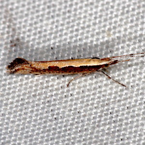 2366 Plutella xylostella, Diamondback Moth