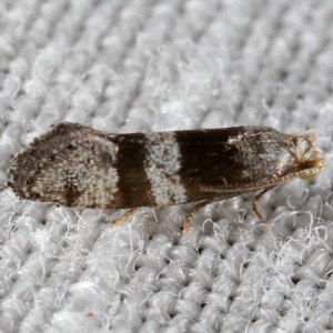 3446.2 Corticivora parva