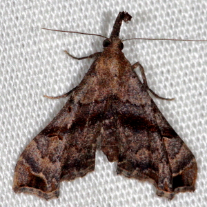 8398 Palthis asopialis, Faint-spotted Palthis