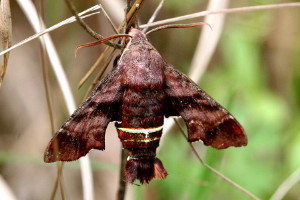 Amphion floridensis, Nessus Sphinx Moth