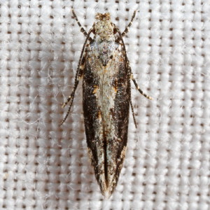 1809 Coleotechnites florae, Coleotechnites Flower Moth