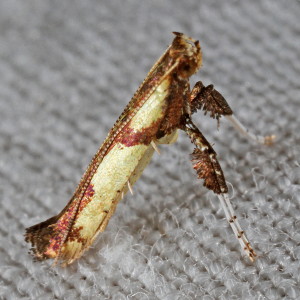 0596 Caloptilia blandella, Walnut Caloptilia