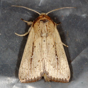 10455 Leucania scirpicola, Scirpus Wainscot