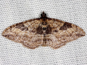 7414 Orthonama obstipata Gem Moth