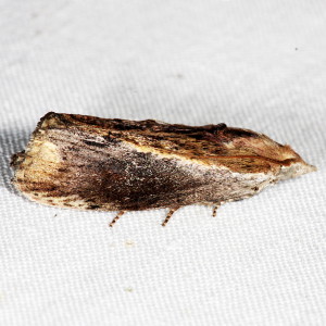 5622 Galleria mellonella. Greater Wax Moth