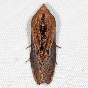 5622 Galleria mellonella. Greater Wax Moth