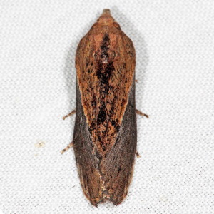 5622 Galleria mellonella. Greater Wax Moth