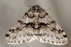 Phigalia denticulata, Toothed Phigalia, Hodges #6659