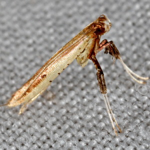 0644 Caloptilia violacella