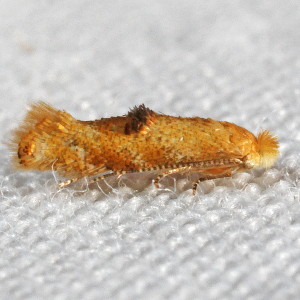 0559 Bucculatrix coronatella