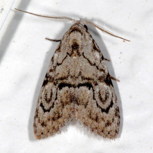 Meganola spodia, Ashy Meganola, Hodges #8983.2