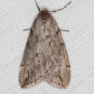 Paleacrita vernata, Spring Cankerworm Moth, Hodges #6662