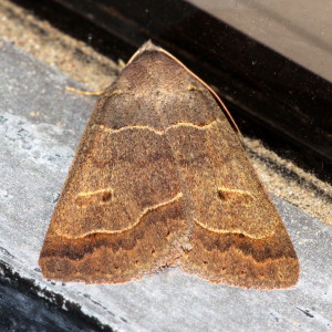 Phoberia atomaris, Common Oak Moth, Hodges #8591