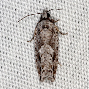 Gretchena bolliana, Pecan Bud, Moth, Hodges #3263