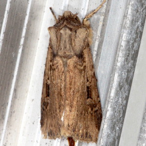 Feltia subterranea - Subterranean Dart - Hodges#10664