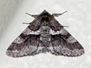 Lycia ypsilon, Woolly Gray, Hodges #6652