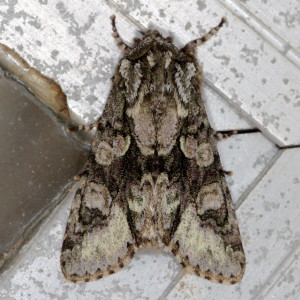 Psaphida thaxterianus, Hodges 10020