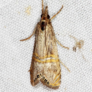 5454 Euchromius ocelleus