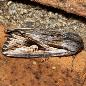 9582 Nedra ramosula, Gray Half-spot Moth 
