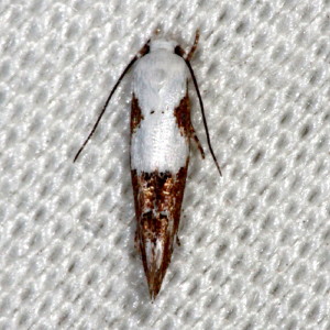 1434  Mompha circumscriptella  Circumscript Mompha Moth