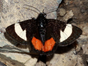 9309 Psychomorpha epimenis, Grapevine Epimenis Moth