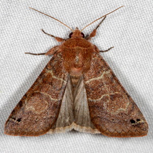 8592 Cissusa spadix, Black-dotted Brown Moth