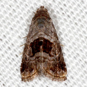 9003.1 Tripudia rectangula