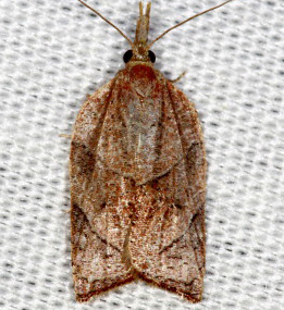 3745 Platynota rostrana, Omnivorous Platynota Moth