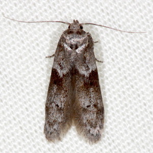 1162 Blastobasis glandulella, Acorn Moth
