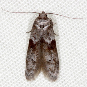 1162 Blastobasis glandulella, Acorn Moth