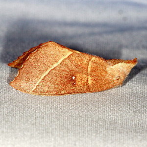 7915 Nadata gibbosa, White-dotted Prominent Moth