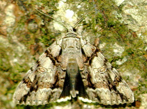 Catocala vidua, Widow Underwing