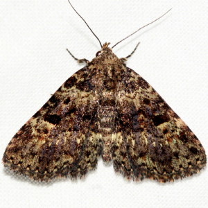 8500 Metalectra quadrisignata, Four-spotted Fungus Moth