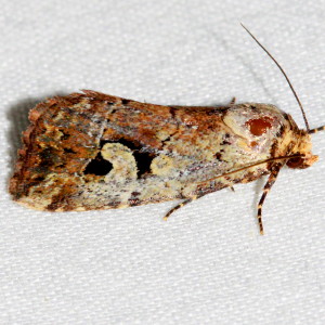 9681 Elaphria festivoides, Festive Midget Moth