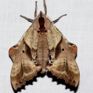 7824 Paonias excaecata, Blind-eyed Sphinx Moth