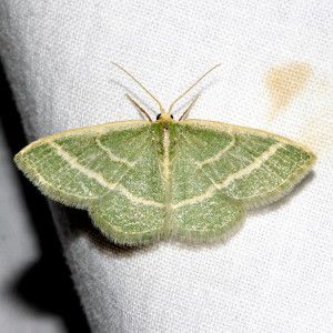 7071 Chlorochlamys chloroleucaria, Blackberry Looper Moth