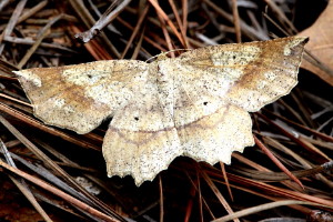 6734 Euchlaena marginaria Ochre Euchlaena Moth