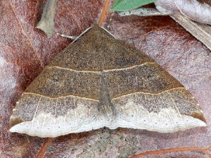 Parallelia bistriaris, Maple Looper Moth, 8727