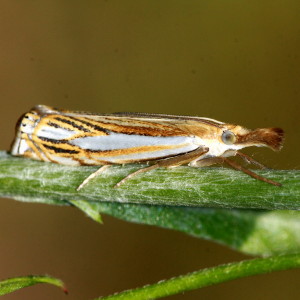 5363 Crambus saltuellus, Pasture Grass-veneer