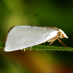 5464 Urola nivalis, Snowy Urola Moth