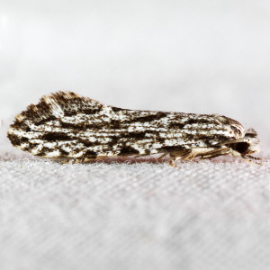 0269 Nemapogon multistriatella