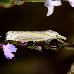 5378 Crambus laqueatellus, Eastern Grass-veneer Moth????