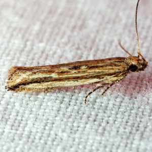 2039 Symmetrischema striatella