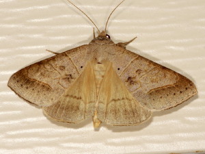 8744 Mocis marcida, Withered Mocis Moth