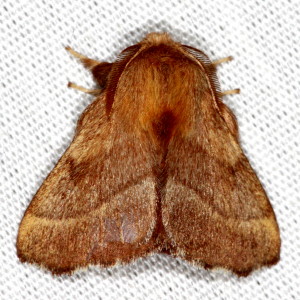 7698 Malacosoma disstria, Forest Tent Caterpillar Moth