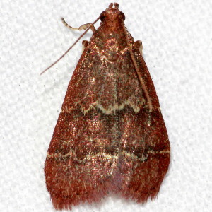 5574 Heliades mulleolella