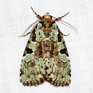 9066 Leuconycta lepidula, Marbled-green Leuconycta Moth