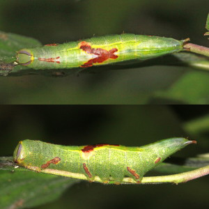 7994 Heterocampa guttivitta, Saddled Prominent Moth Caterpillar